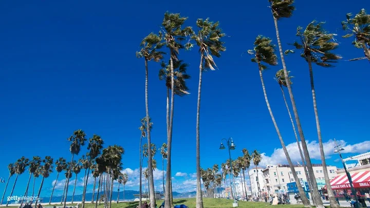 Fotografía de Venice Beach con palmeras en primer plano mientras la gente se sienta en taludes de hierba bajo las palmeras. En la parte derecha de la fotografía hay tiendas y restaurantes. Al fondo se ven las torres azul claro de los socorristas de la playa. Las montañas de Santa Mónica aparecen en el fondo de la fotografía. 